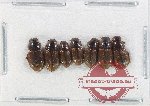 Scientific lot no. 855 Coprophaga (7 pcs)