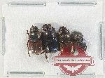 Scientific lot no. 859 Coprophaga (4 pcs)