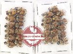 Scientific lot no. 870 Coprophaga (27 pcs)