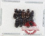 Scientific lot no. 853 Coprophaga (10 pcs)