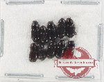 Scientific lot no. 854 Coprophaga (10 pcs)