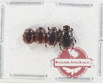 Scientific lot no. 894 Coprophaga (4 pcs)