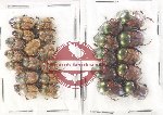 Scientific lot no. 880 Coprophaga (25 pcs)