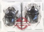 Scientific lot no. 865 Coprophaga (2 pcs)