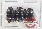 Scientific lot no. 895 Coprophaga (3 pcs)