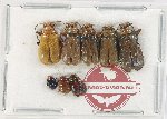 Scientific lot no. 569 Chrysomelidae (8 pcs)