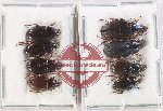 Scientific lot no. 863 Carabidae (8 pcs)