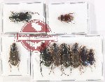 Scientific lot no. 856 Carabidae (9 pcs)