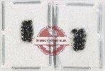 Scientific lot no. 300BC Chrysomelidae (20 pcs)