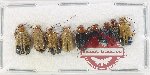 Scientific lot no. 551 Chrysomelidae (9 pcs)