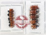Scientific lot no. 560 Chrysomelidae (10 pcs)