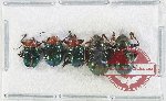 Scientific lot no. 552 Chrysomelidae (5 pcs)