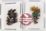 Scientific lot no. 549 Chrysomelidae (15 pcs)