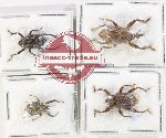 Scientific lot no. 872 Curculionidae (4 pcs - 2 pcs A2)