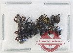 Scientific lot no. 880 Curculionidae (10 pcs)