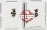 Scientific lot no. 876 Curculionidae (8 pcs)