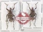 Scientific lot no. 872A Curculionidae (2 pcs)