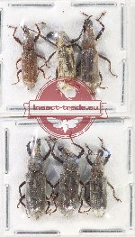 Scientific lot no. 874 Curculionidae (6 pcs A-, A2)
