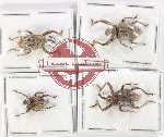 Scientific lot no. 871 Curculionidae (4 pcs - 1 pc A-)