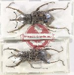 Scientific lot no. 877 Curculionidae (2 pcs)