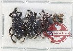Scientific lot no. 882 Curculionidae (4 pcs)