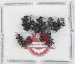 Scientific lot no. 883 Curculionidae (10 pcs)
