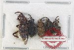 Scientific lot no. 878 Curculionidae (5 pcs)