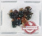 Scientific lot no. 550 Chrysomelidae (7 pcs)