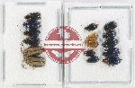 Scientific lot no. 564 Chrysomelidae (16 pcs)