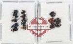 Scientific lot no. 547 Chrysomelidae (15 pcs)