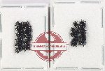 Scientific lot no. 570 Chrysomelidae (22 pcs)