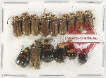 Scientific lot no. 572 Chrysomelidae (15 pcs)