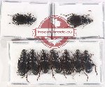 Scientific lot no. 864 Carabidae (9 pcs)