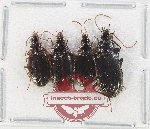 Scientific lot no. 834 Carabidae (4 pcs)