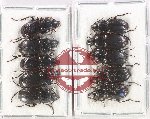 Scientific lot no. 865 Carabidae (10 pcs)
