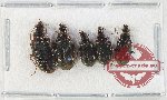 Scientific lot no. 835 Carabidae (5 pcs)