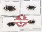 Scientific lot no. 862 Carabidae (4 pcs)