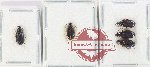 Scientific lot no. 838 Carabidae (5 pcs)