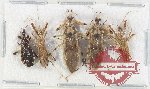 Scientific lot no. 1342 Heteroptera (Reduviidae) (5 pcs)