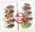 Scientific lot no. 1354 Heteroptera (10 pcs - 5 pcs A2)