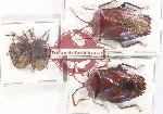 Scientific lot no. 1357 Heteroptera (Pentatomidae) (4 pcs)