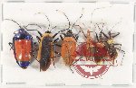Scientific lot no. 1352 Heteroptera (6 pcs A2)