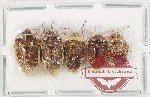 Scientific lot no. 1348 Heteroptera (5 pcs)