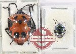 Scientific lot no. 1341 Heteroptera (Scutellarinae) (2 pcs - 1 pc A2)