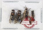Scientific lot no. 548 Hymenoptera (4 pcs)