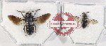 Scientific lot no. 555 Hymenoptera (2 pcs)