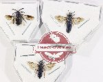 Scientific lot no. 556 Hymenoptera (3 pcs)