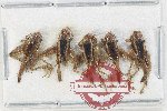 Scientific lot no. 53 Orthoptera (5 pcs)