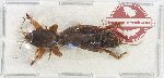 Gryllotalpidae sp. 9
