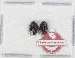 Scientific lot no. 33 Homoptera (2 pcs)